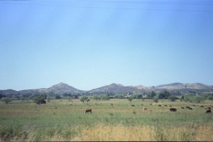 0131 cestou k Pacifiku - laňky.jpg